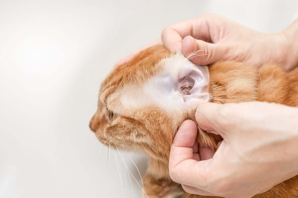 If an ear infection is not treated in time, it can lead to ataxia in cats.