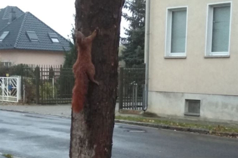 In der Risaer Straße ist ein Eichhörnchen offenbar lebendig an einen Baum genagelt worden.