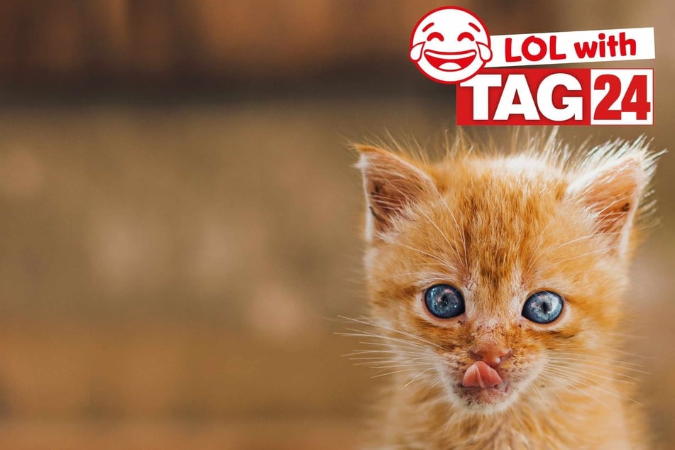 Joke of the Night for March 7, 2026: A cat funny for Caturday!