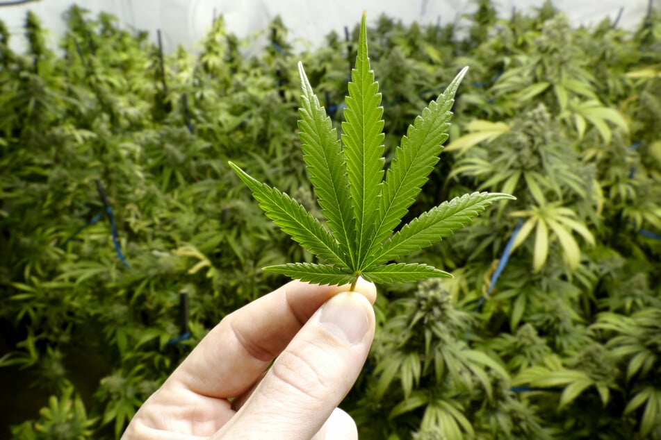 Seit einigen Wochen erhitzt die Diskussion über die Legalisierung von Cannabis die Gemüter.