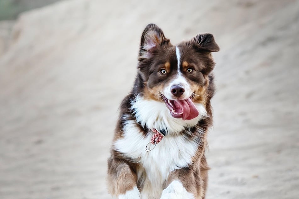 Hyperaktivität bei Hunden hat meistens eine ernste Ursache und sollte nicht ignoriert werden.