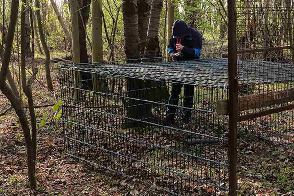Der Täter baute die Wildschweinfalle nach seinem Diebstahl wieder auf.