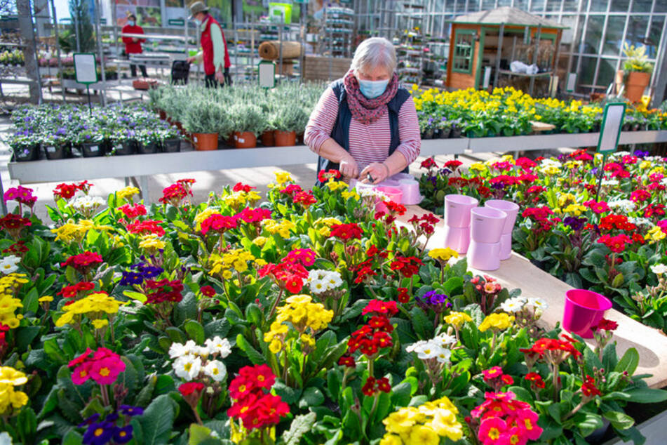 Eine Mitarbeiterin eines Gartencenters in München richtet schon mal die Blumen für den Verkauf her.