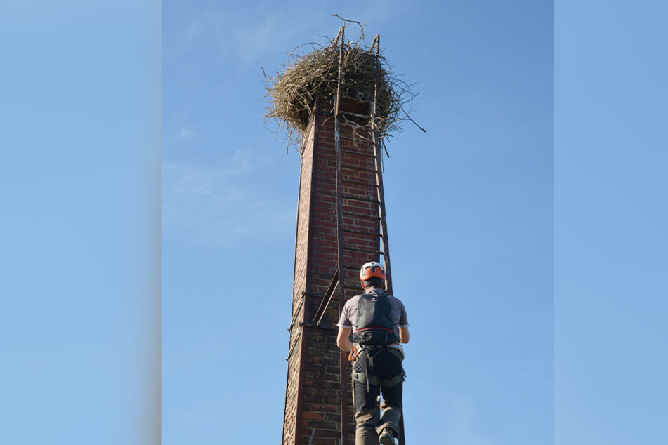 Mit Helm und Gurt gesichert, steigt Beringer Kai Schaarschmidt auf den Schornstein zum Storchenhorst.