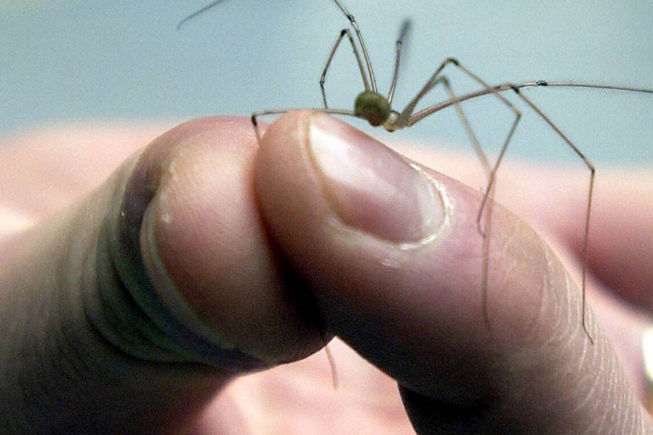 Die Spinne war ungiftig! Trotzdem war die Polizei schnell zur Stelle