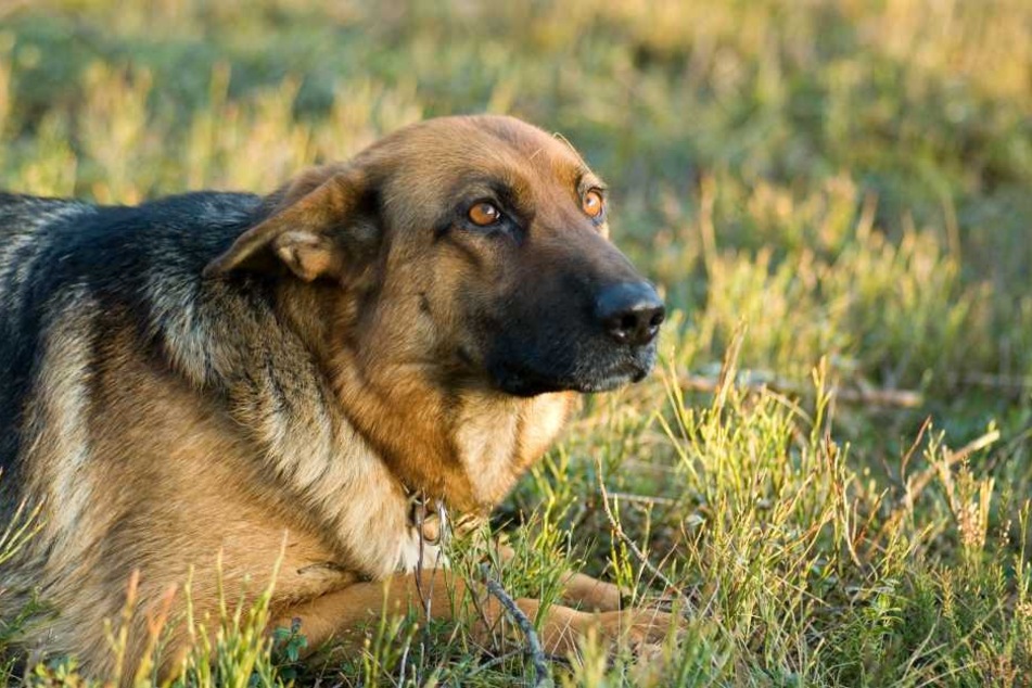 Der auf dem Anwesen lebende Schäferhund fraß die blauen Gift-Körner und konnte nicht mehr gerettet werden (Symbolbild).