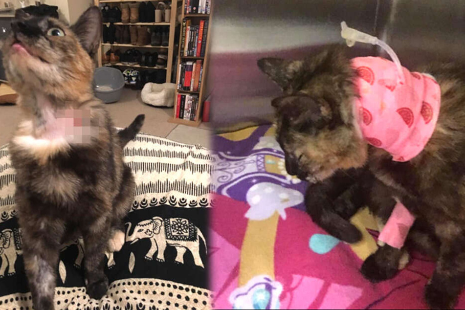 Hauskatze Cleo nach der Operation beim Tierarzt.