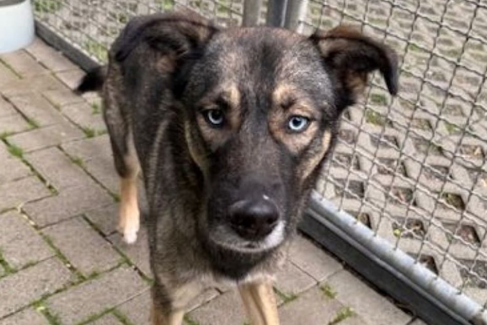 Ronja espère rencontrer bientôt des amis chiens gentils qui lui offriront un foyer pour toujours.