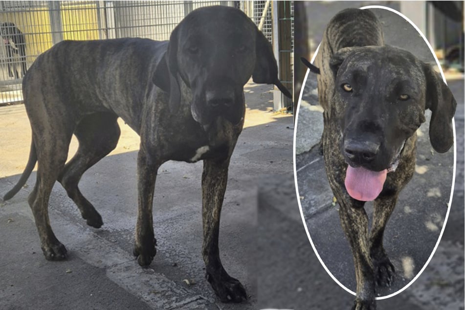 Niña Fila-Brasileño asustada después de ser asegurada, ¿quién se ocupa de Kiana?