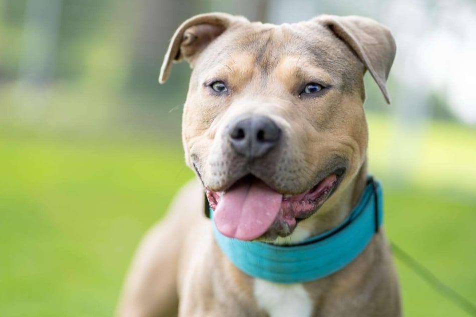 American-Staffordshire-American-Pitbull-Mischling Pablo hofft auf eine zweite Chance.
