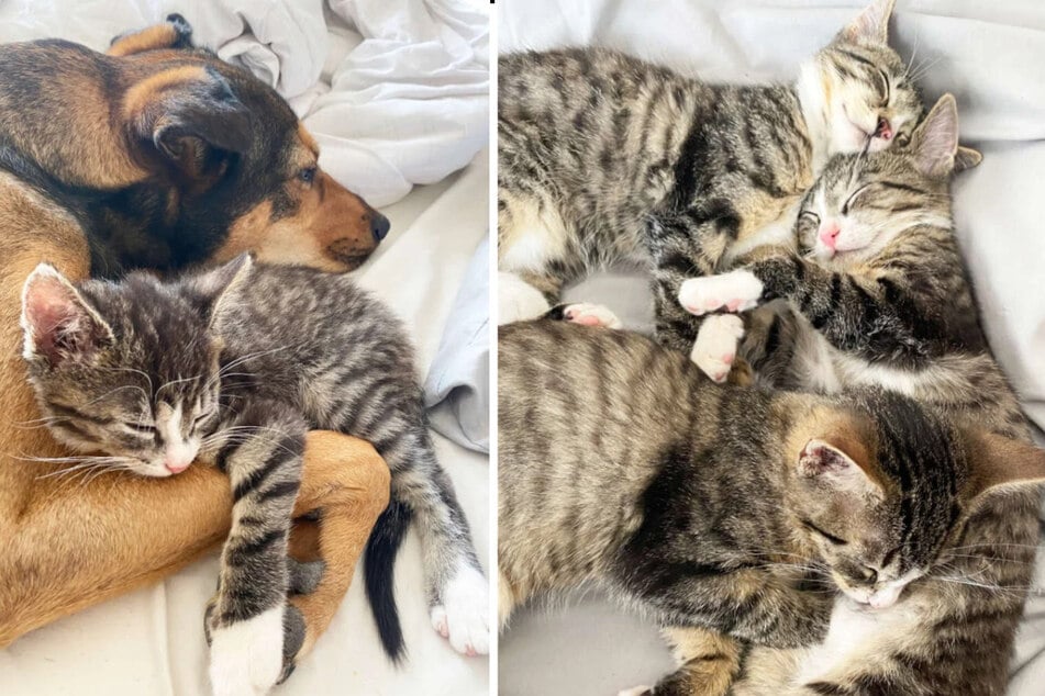 Die süßen Katzenbabys Gimli, Eowyn und Azula suchen nach einem gemeinsamen Zuhause.