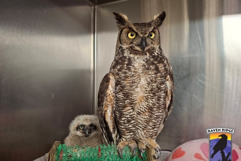 Rührendes Duo: Die verletzte Eulenmutter kümmert sich jetzt liebevoll um das gefundene Baby.