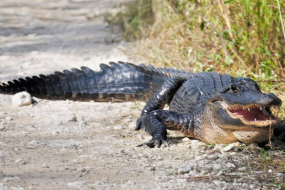 Ein enormer Alligator brach vor wenigen Tagen in einen Golfplatz im Bundesstaat Florida ein. Ein Metallzaun hielt das Reptil nicht auf. (Symbolbild)