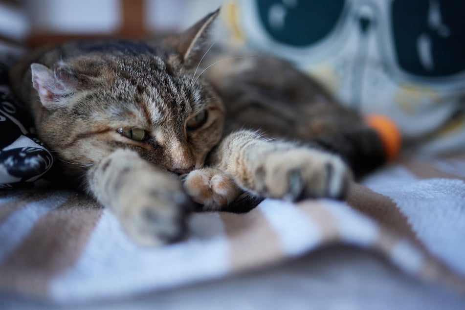 Manchmal setzen Katzen beim Milchtritt auch ihre Krallen ein.