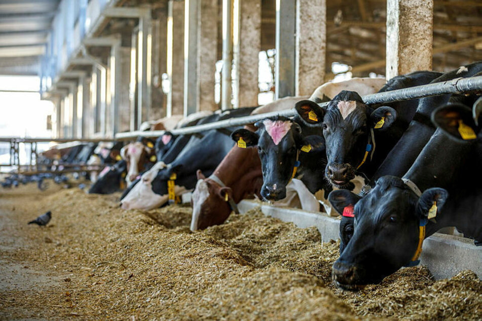 Rund 900 Kühe stehen in den großzügigen Laufställen der Kitzener Agrar eG, Bürstenmassage inklusive.