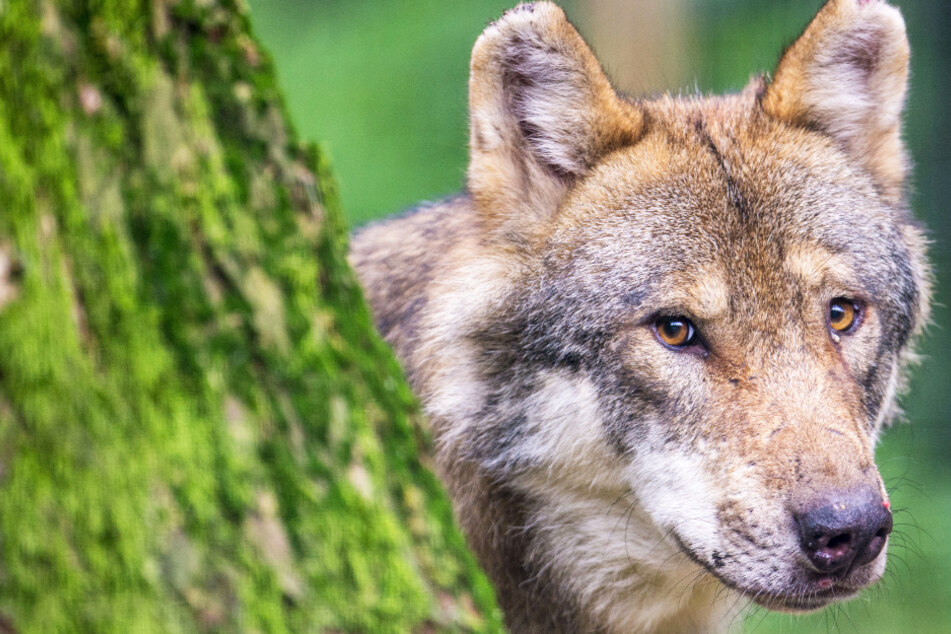Der Freistaat Bayern unterstützt künftig die Halter von Weidetieren bei Schutzmaßnahmen gegen Wolfsangriffe. (Symbolbild)