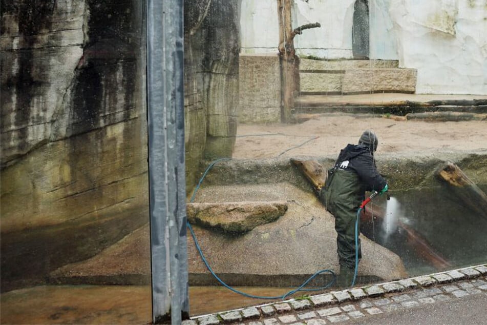 Randale im Zoo Karlsruhe: Affen, Seelöwen und Pinguine nach Müll-Attacke unter Beobachtung