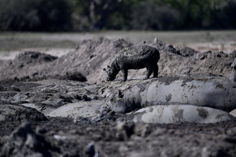 Hundreds of endangered hippos stuck in dried-up ponds amid deadly drought in Botswana
