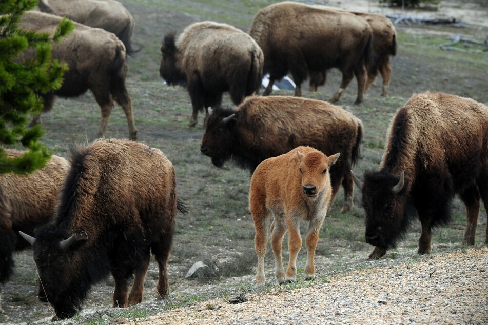 Ohio woman suffers horrific bison attack in Yellowstone National Park