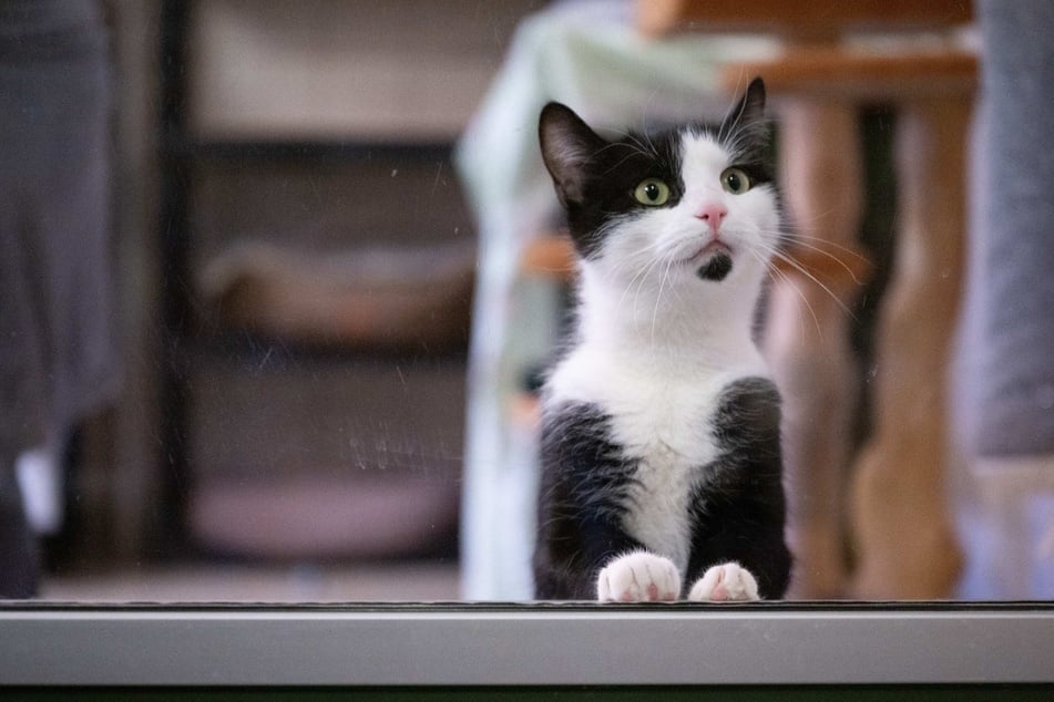 Insgesamt acht Katzen fanden die Feuerwehrleute in der Wohnung. (Symbolfoto)