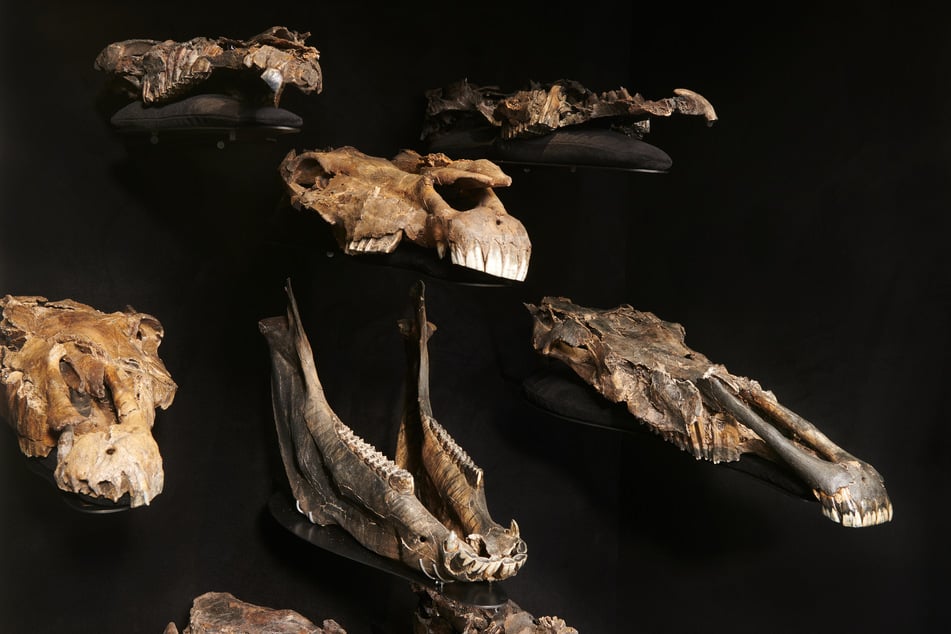 Forscher fanden 300.000 Jahre alte DNA von Pferde-Vorfahren.