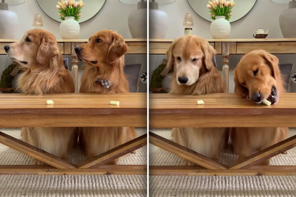 Zunächst versuchen die Hunde, den Käse zu ignorieren. Doch als Todd zuschlägt, kann auch Tucker nicht mehr an sich halten.