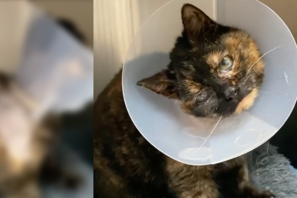 Schlimmes Schicksal: Katze "Brownie" wurde eiskalt sich selbst überlassen