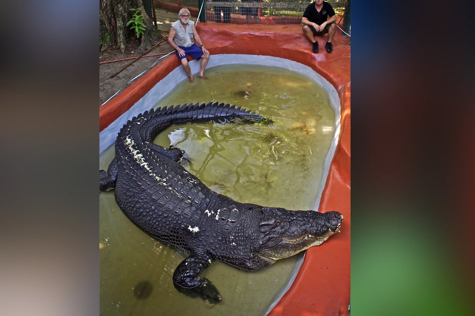Seit 2011 ist "Cassius" offiziell das größte in Gefangenschaft lebende Krokodil der Welt. (Archivbild)