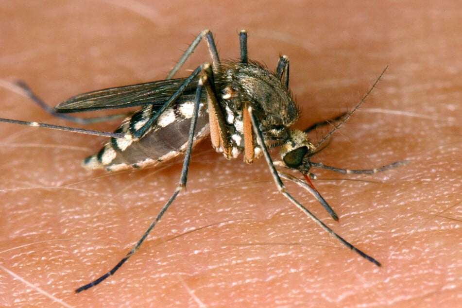 Jede gewöhnliche Stechmücke kann das West-Nil-Virus übertragen. Die Insekten stechen infizierte Zugvögel und geben das Virus dann an den Menschen weiter.