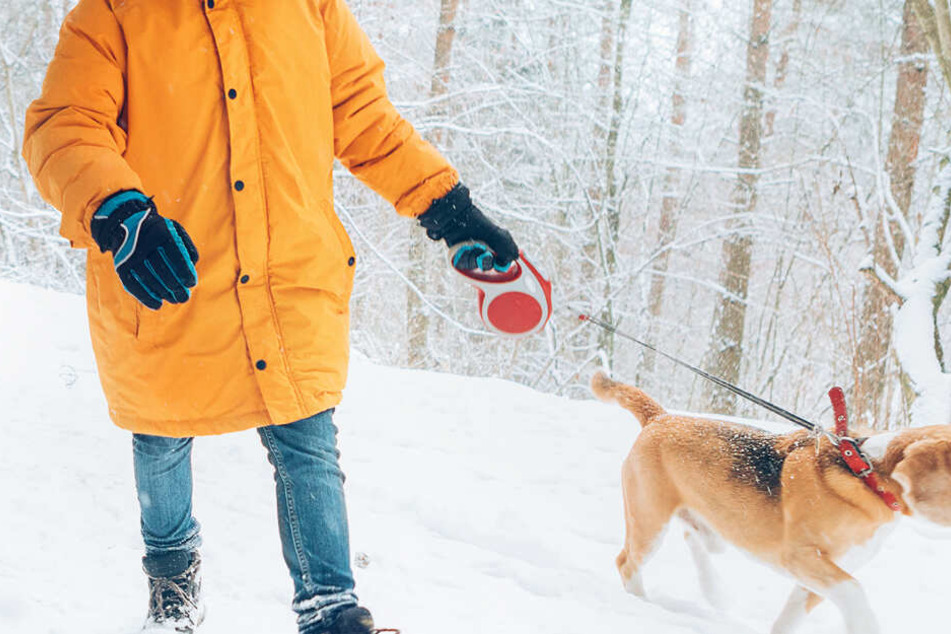 Der 14-Jährige lief an Heiligabend mit seinem Hund in einem Wald Gassi und verlief sich (Symbolbild).