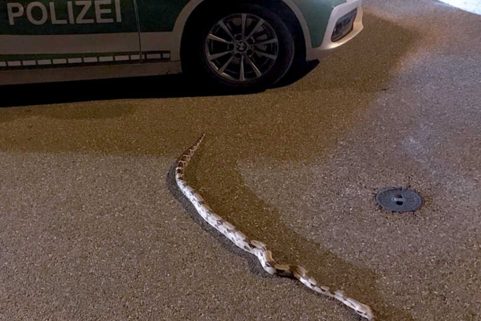 Damit die Schlange nicht überfahren wird, sperrte die Polizei die Straße ab.