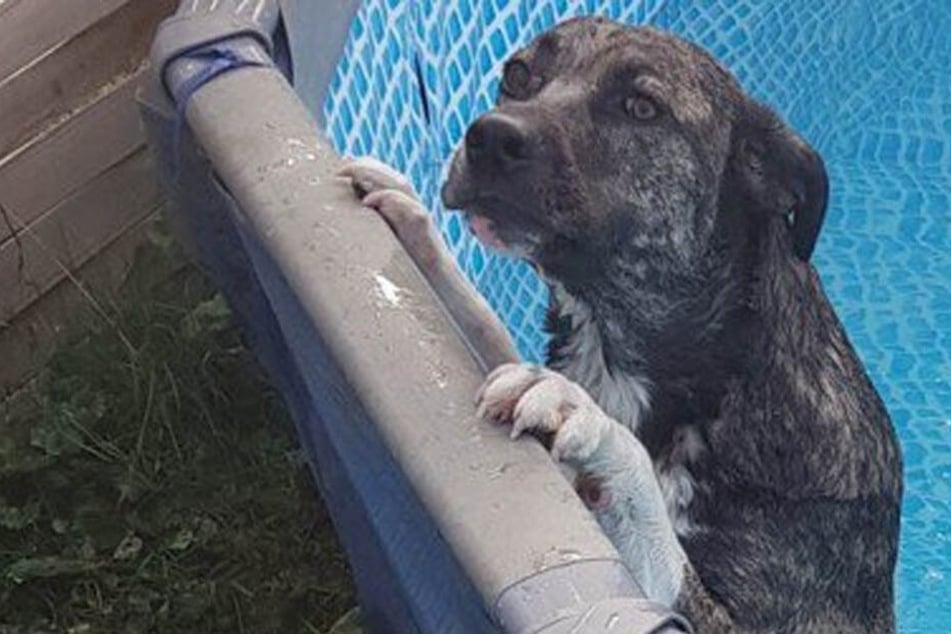 Polizei rettet Hund das Leben. Doch der reagiert völlig undankbar