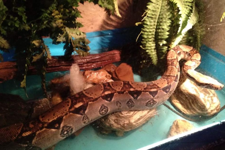 Die vermisste Schlange wurde gemeinsam mit seinem vergleichbaren Mitbewohner (auf dem Foto) in einem Terrarium gehalten.