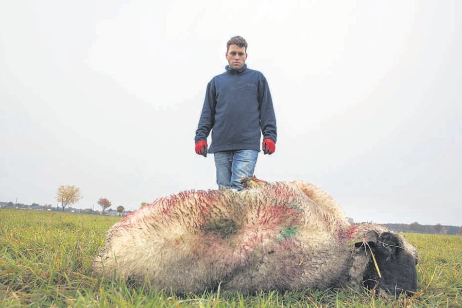 Schäfer Martin Just (35) muss wieder den Verlust von sechs Schafen beklagen. Diesmal wurden sechs Tiere gerissen.