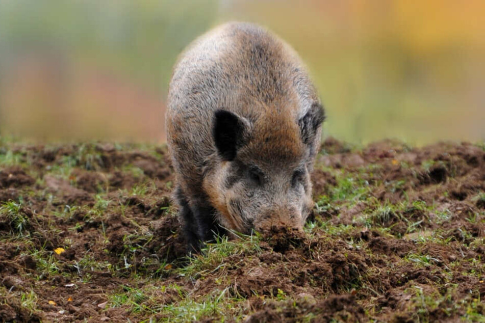 Immer wieder trieben sich Wildschweine an der Autobahn herum. (Symbolbild)