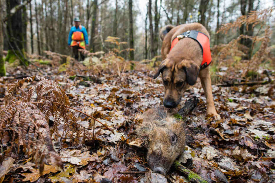 Auch mit Hunden wird mittlerweile nach den Kadavern gesucht.