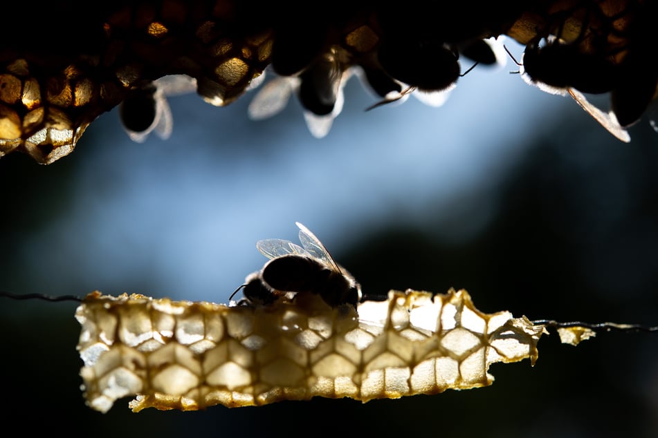 Laut Experten werden Bienen in Bayern bald von einer neuen Milbe bedroht.