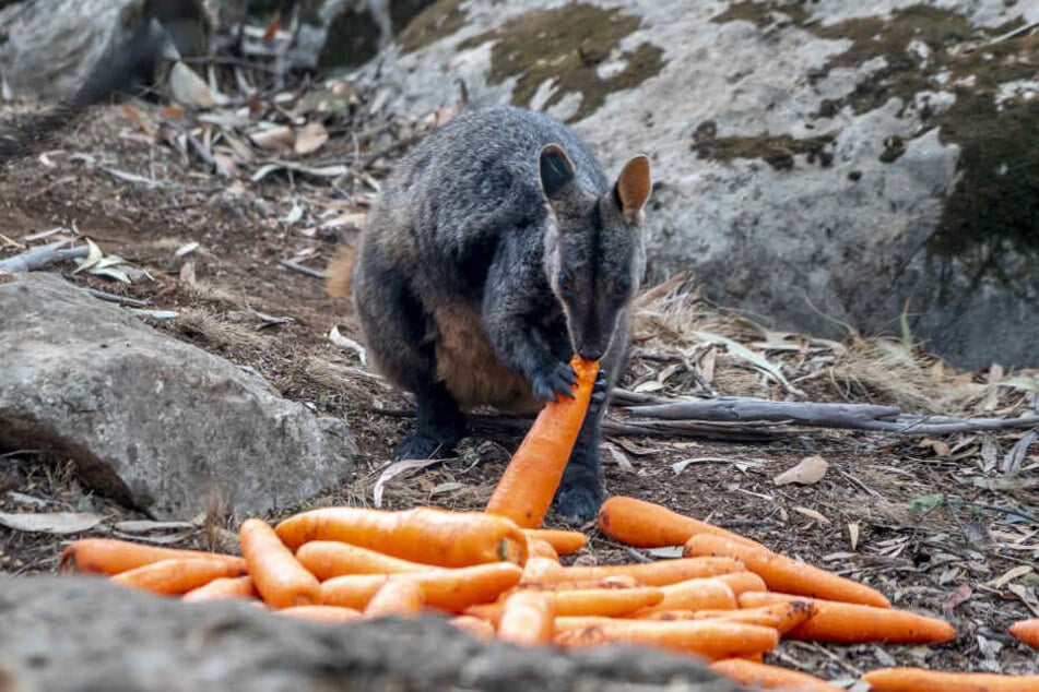 Ein Wallaby vor einigen Karotten, die die Helfer abgeworfen haben.