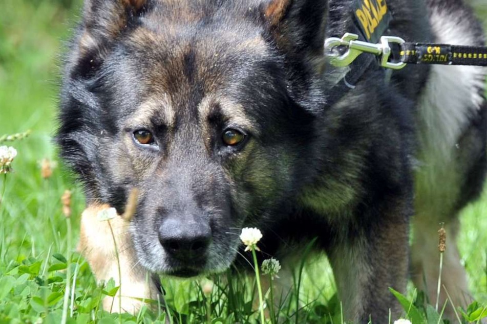 Auch Hunde waren bei der Suche im Einsatz. (Symbolbild)