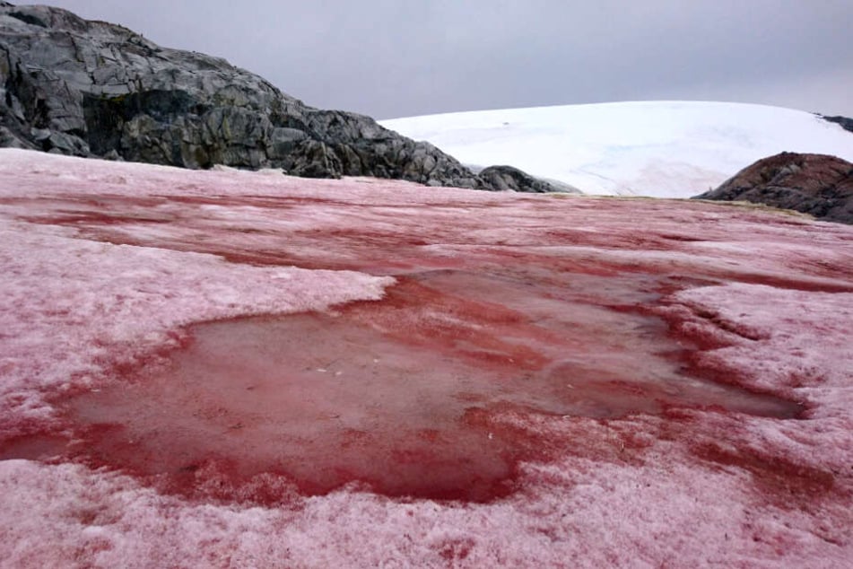 Große Flächen des antarktischen Schnee haben sich rot gefärbt.