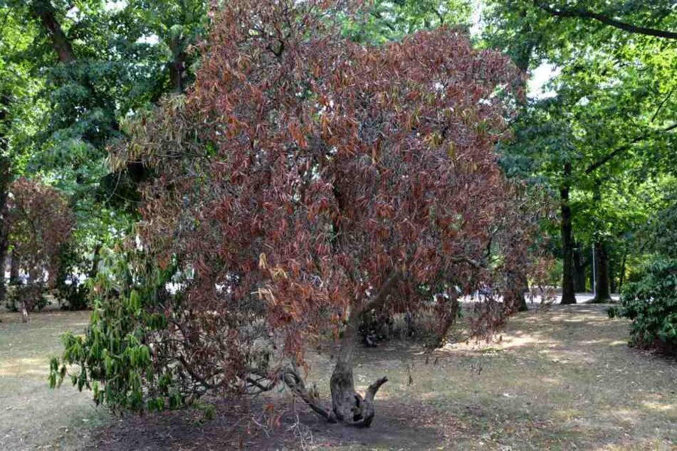 Im Wilhelm-Külz-Park weisen bereits mehrere Bäume Austrocknungserscheinungen auf.