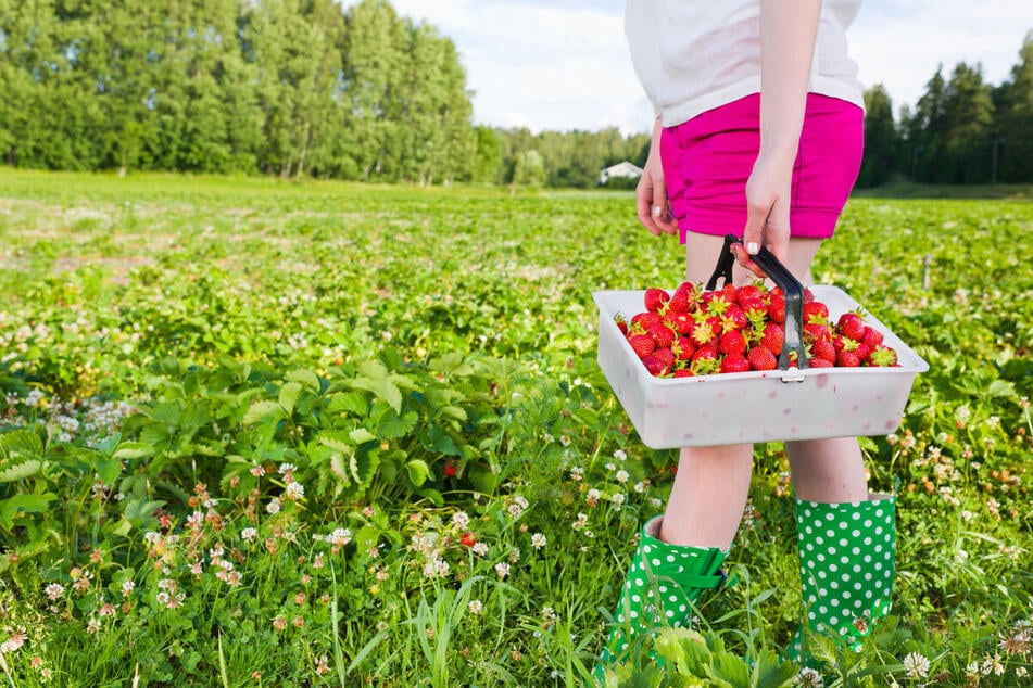 Wer Platz hat, kann viele Erdbeeren vermehren und sichert eine reiche Ernte.