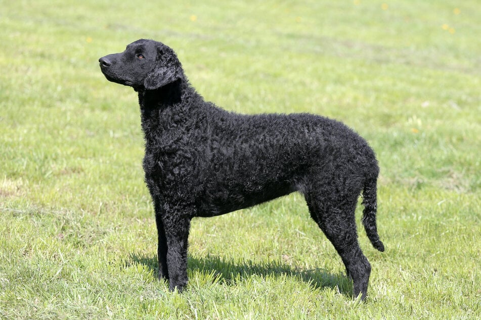 Agil und freundlich: Diese Hunderasse mit Locken hat das typische Wesen eines Retrievers.