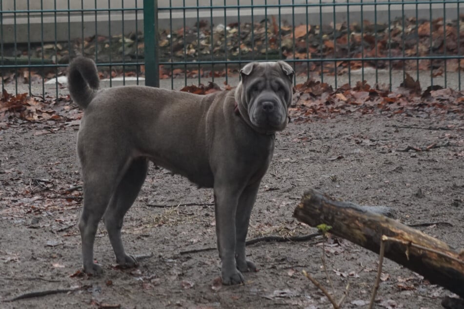 Mei wird auf circa sieben Jahre geschätzt.