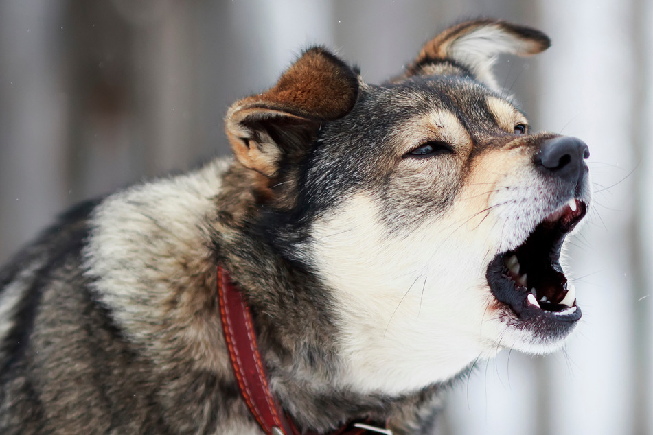 Schrecklich: Hunde fallen kleines Mädchen an - Nur die dicke Winterkleidung verhinderte Schlimmeres