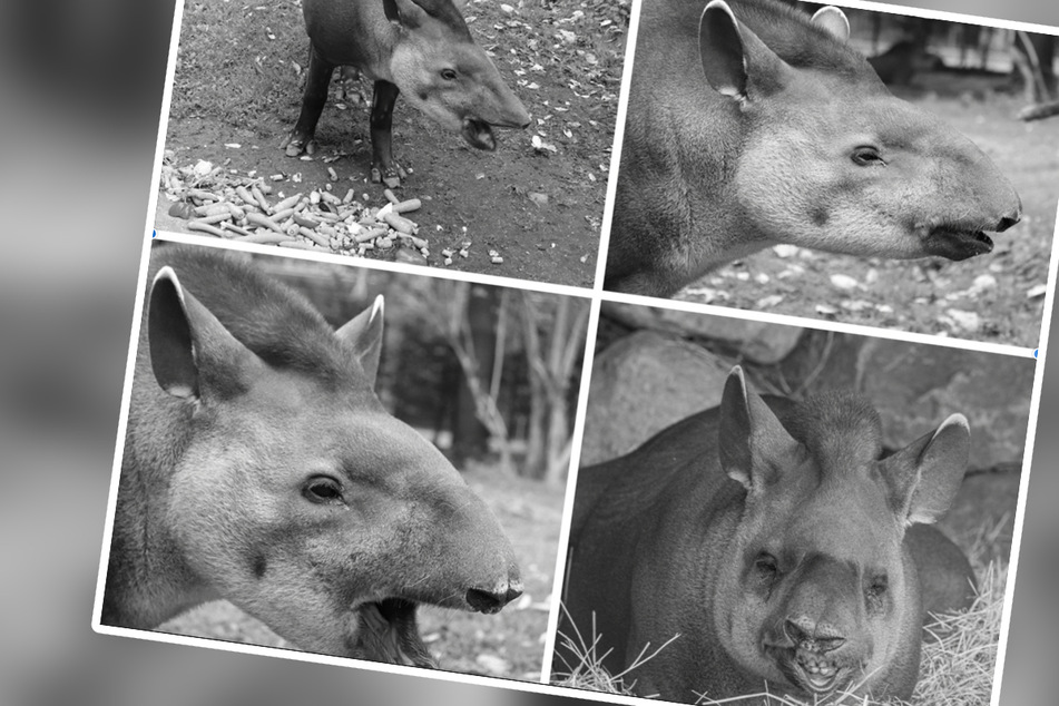 Tierpark Hagenbeck trauert um Tapir Xingo: "Wir sind unendlich traurig"