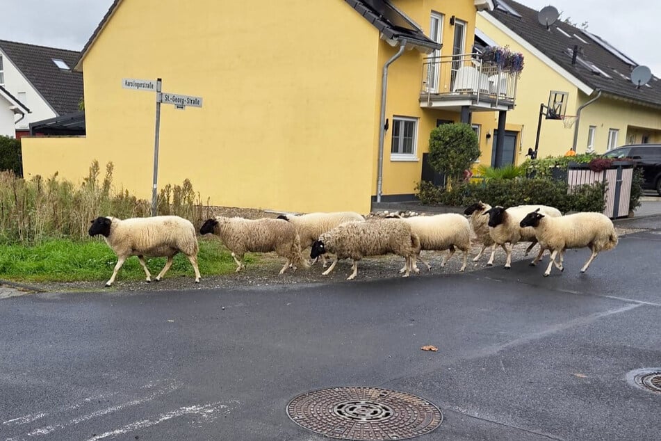 Diese Schafe mussten ihr Zuhause vorübergehend verlassen.