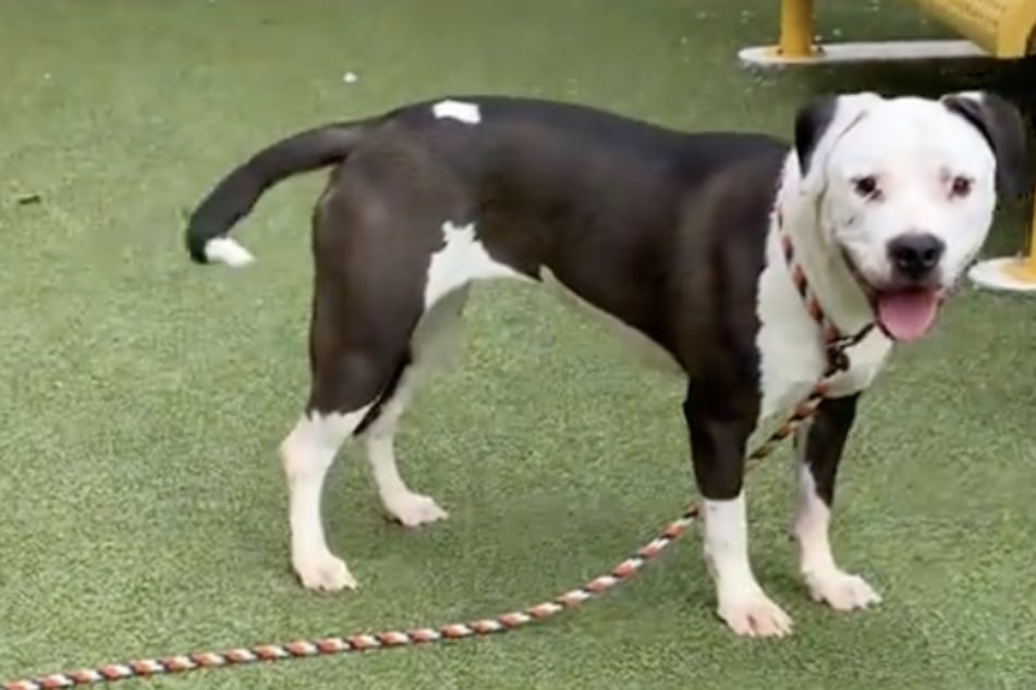 Ladybug wurde adoptiert und fand schließlich ihr neues Zuhause.