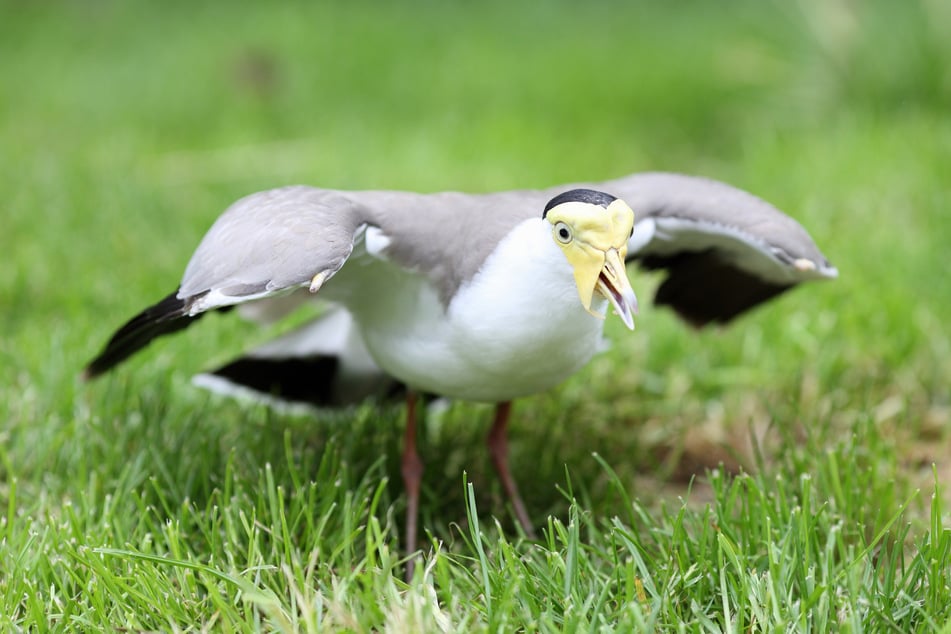 So plustert sich ein Maskenkiebitz auf, wenn er seinen Nachwuchs verteidigen will. (Symbolfoto)