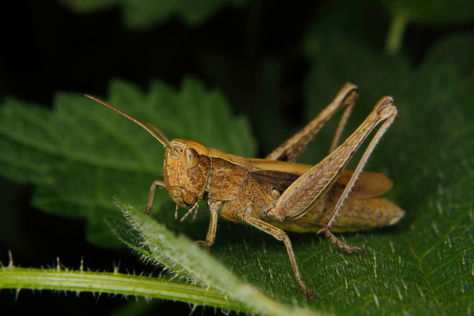 Grasshoppers have been eating up valuable vegetation that was supposed to sustain cattle through an entire season, forcing ranchers to sell the livestock (stock image).